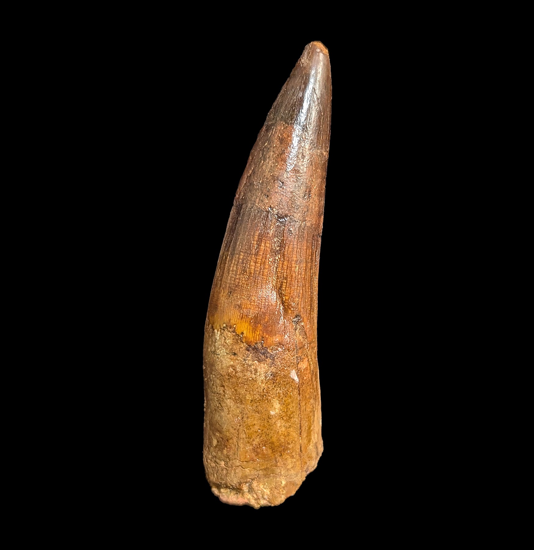 Authentic Large Spinosaurus Dinosaur Fossil Tooth Replica - Perfect for Paleontology Collections, Educational Displays & Dinosaur Themed Decor