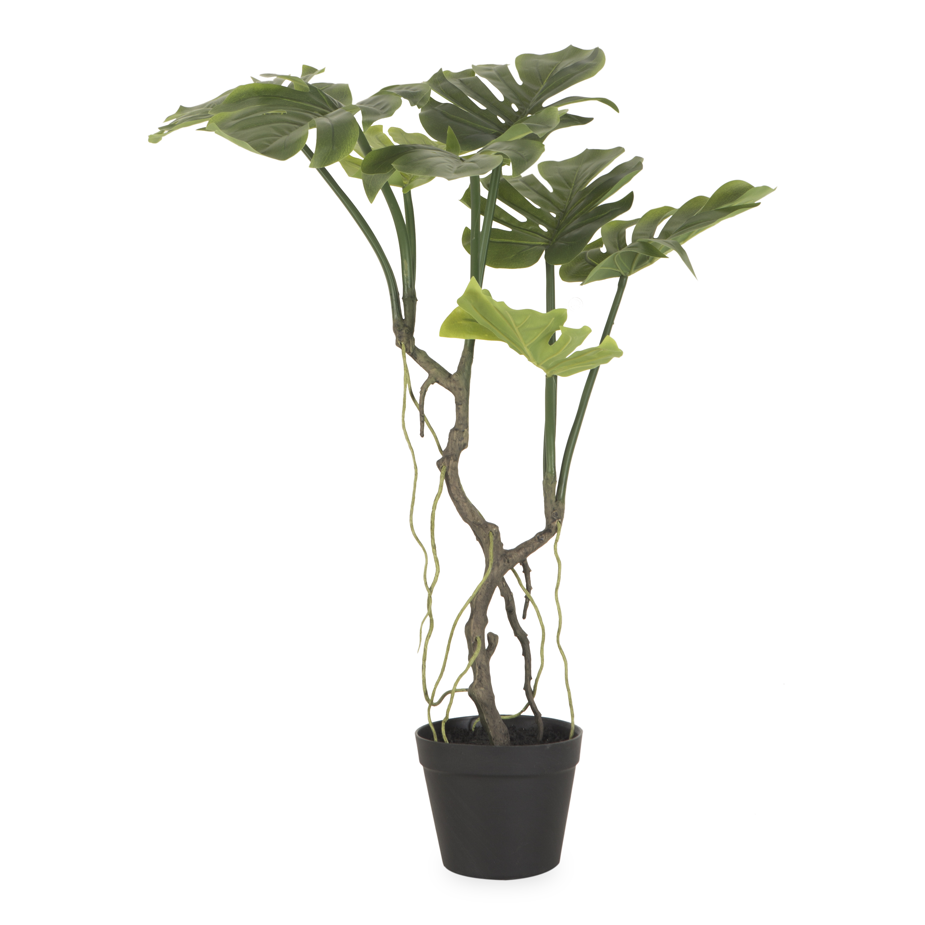 Japanese Aralia Tree (Fatsia Japonica) - Exotic Evergreen Shrub for Indoor & Outdoor Landscaping | Perfect for Home Gardens, Office Decor, and Shaded Areas