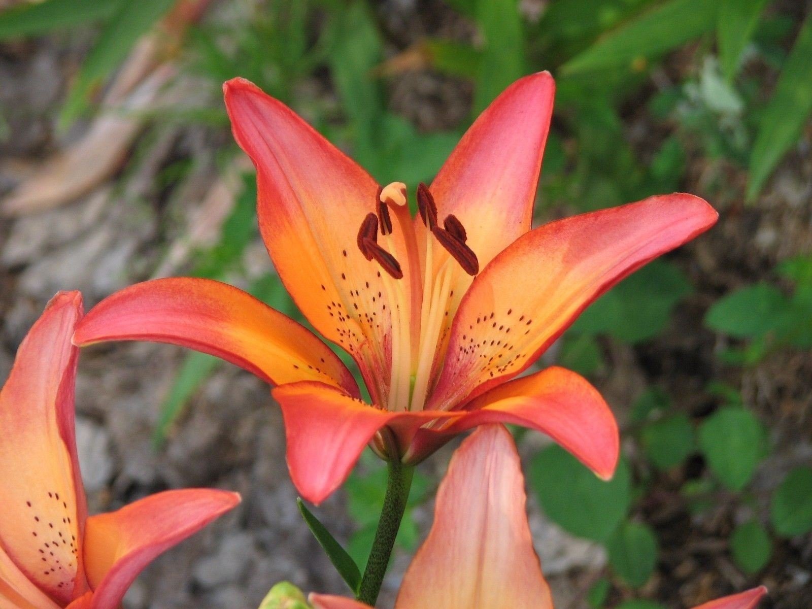 Royal Sunset Asiatic Lily Bulbs (4-Pack) - Perennial Flowers for Pots, Planters & Cut Flower Arrangements | Perfect for Home Gardens, Wedding Bouquets & Floral Decor