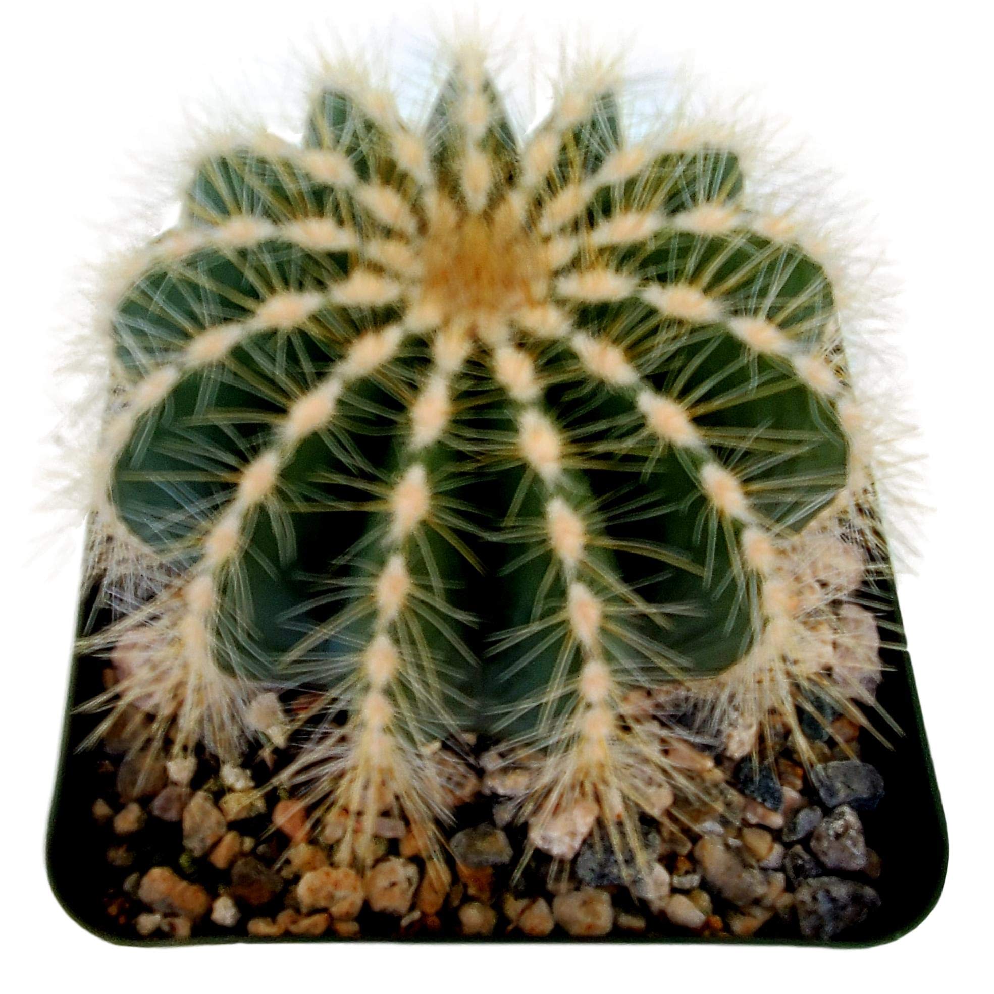 FATPLANTS Live Notocactus Magnificus Cactus Plant - 4 Inch Potted with Soil, Gift Box - Indoor & Outdoor Succulent for Home, Office, Garden Decor