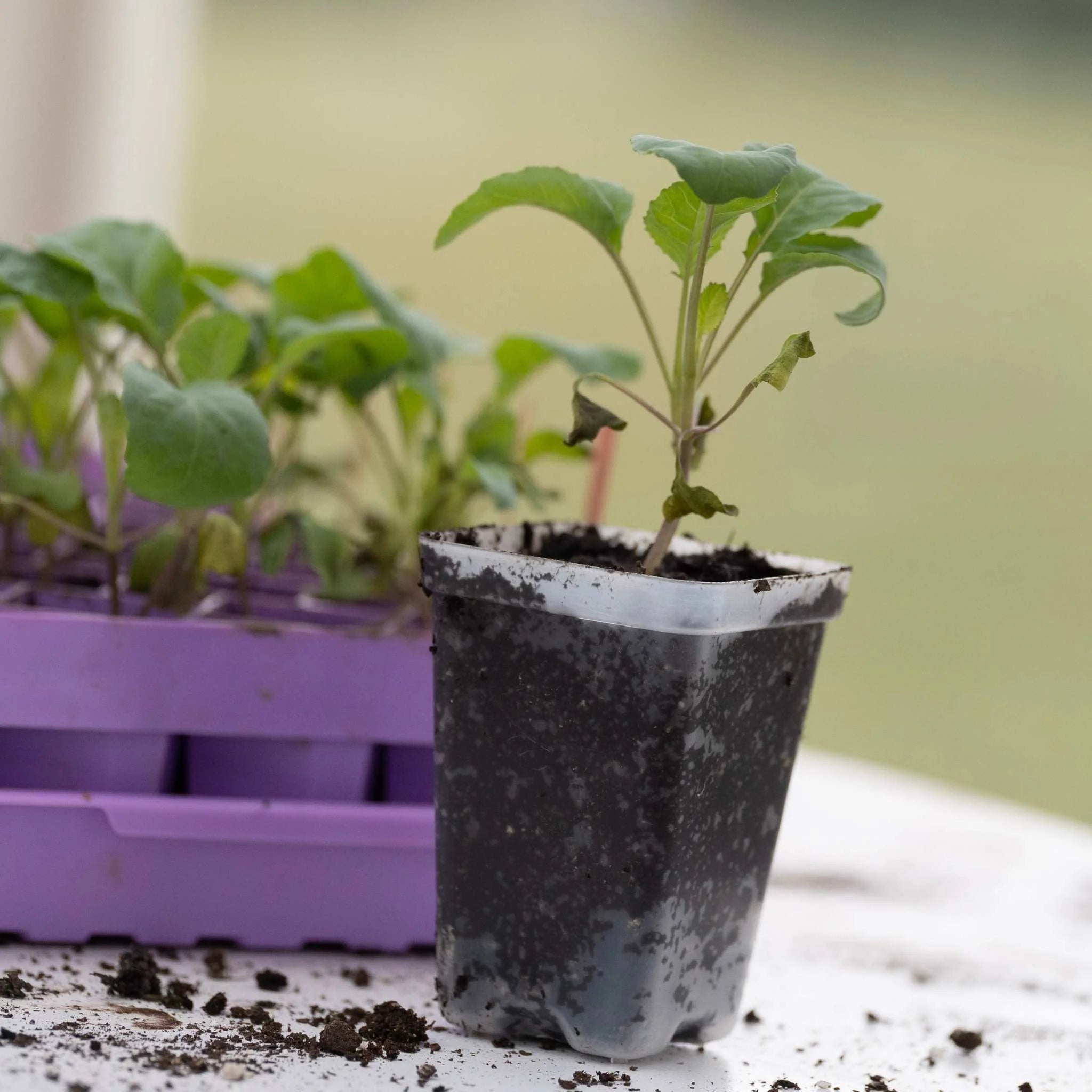 Bootstrap Farmer Extra Strength Seed Starter Pots 2.5 Inch - Biodegradable Peat Pots for Seedlings, Herbs & Vegetables - Perfect for Indoor Gardening, Greenhouses & Home Planting