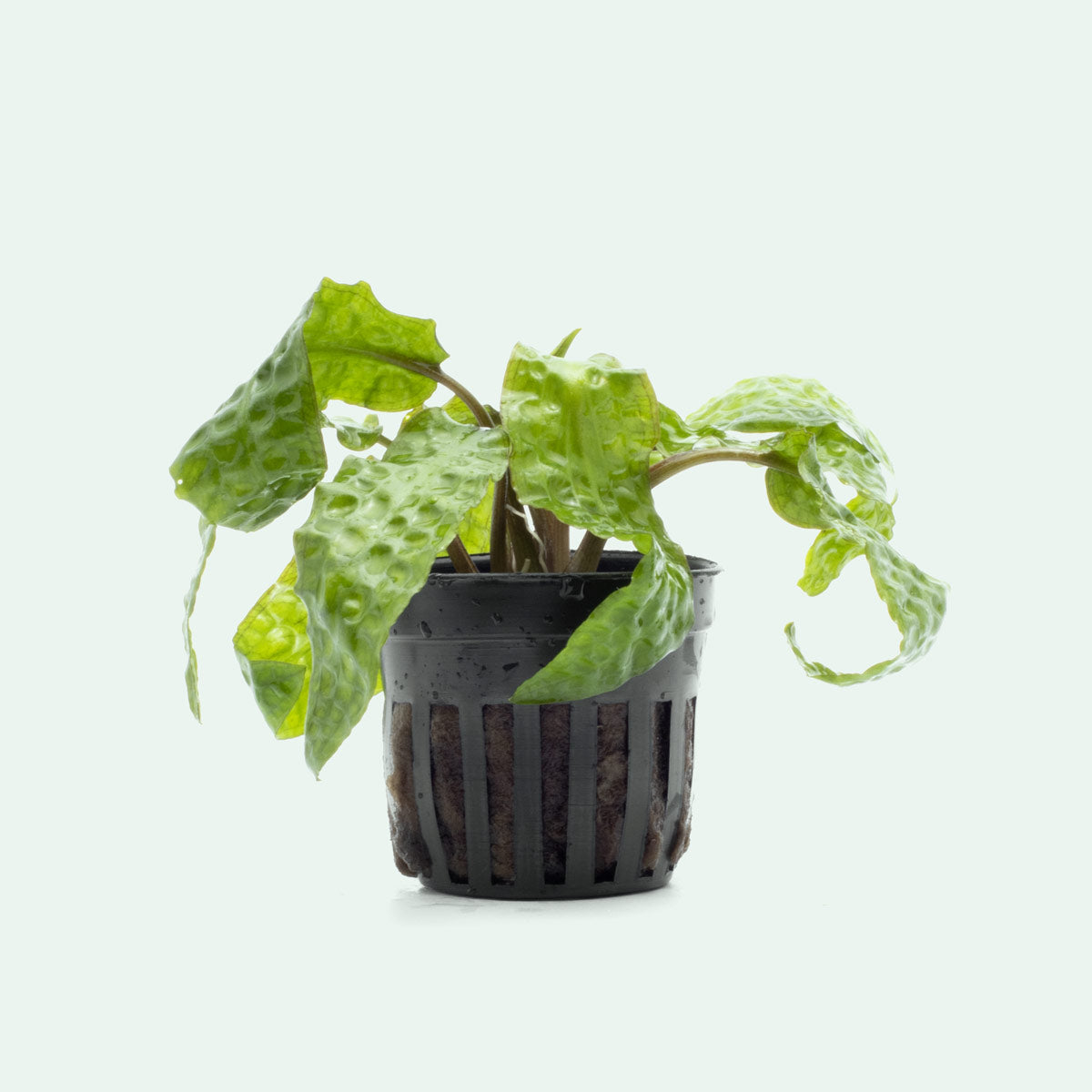 Cryptocoryne Usteriana Aquatic Plant - Live Freshwater Aquarium Plant for Fish Tanks, Low Light & Beginner Friendly - Perfect for Aquascaping, Shrimp Tanks & Natural Aquatic Environments