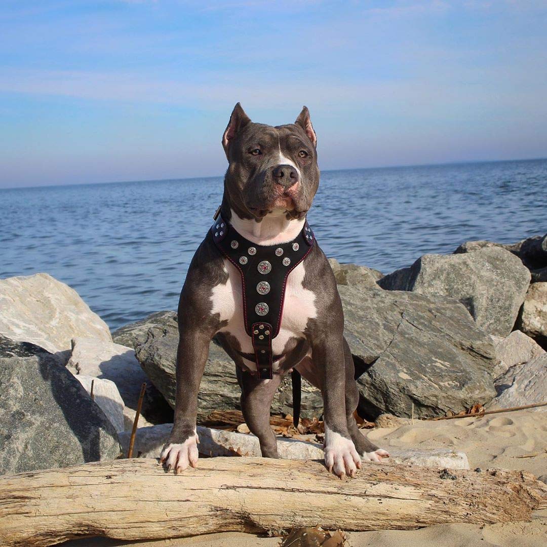 Bestia Bijou Genuine Leather Studded Dog Harness for Medium & Large Breeds - Durable & Stylish Pet Walking Accessory for Daily Walks & Outdoor Adventures