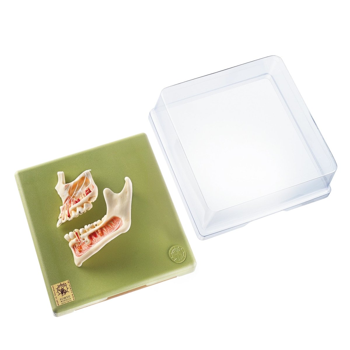 Upper and Lower Jaw Dental Model - High-Quality Dental Training Tool for Students & Professionals | Perfect for Dental Education, Practice & Demonstration