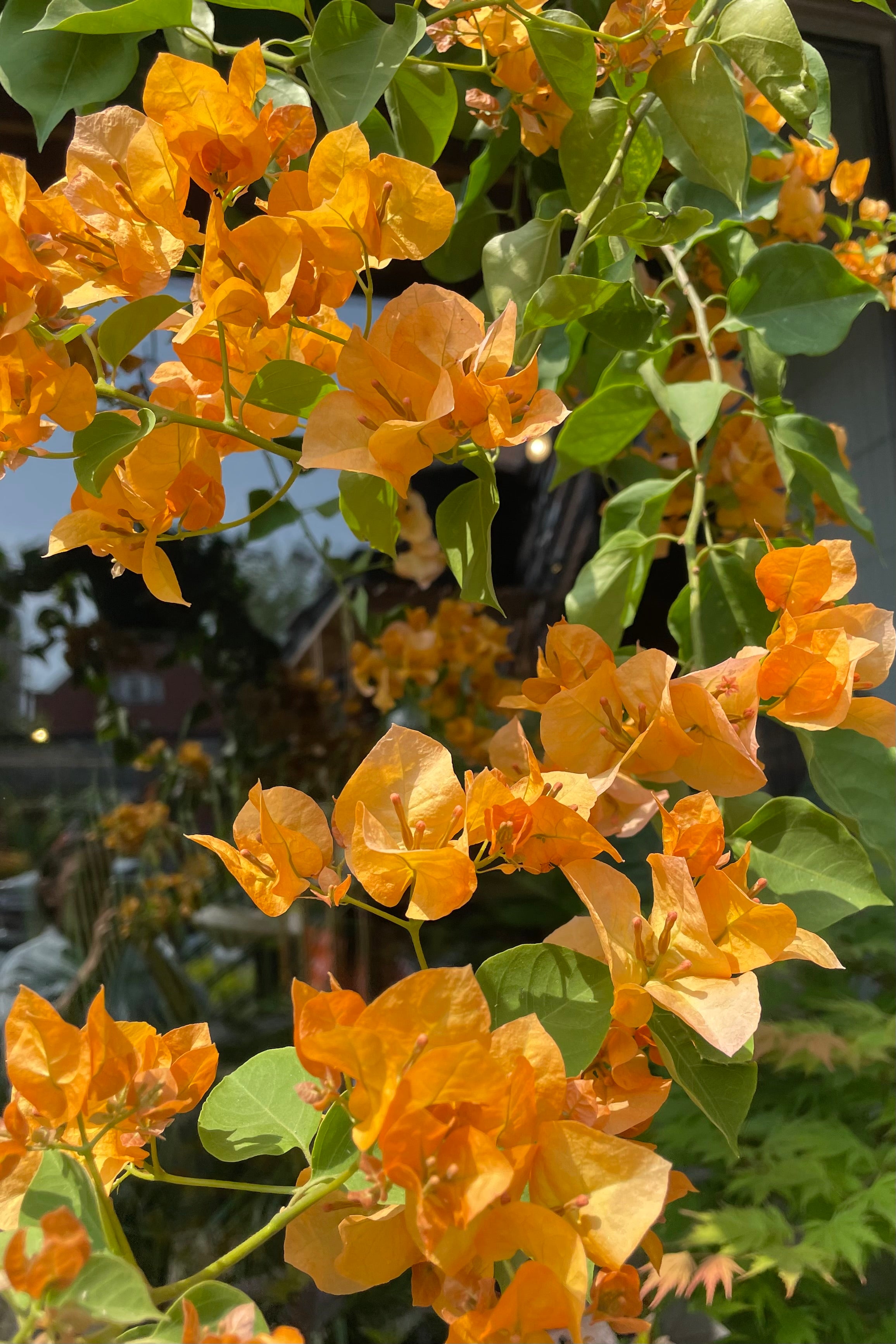 Bougainvillea Plant - 10 Inch Potted Flowering Vine for Outdoor Garden Decor, Patio Landscaping & Tropical Home Gardening