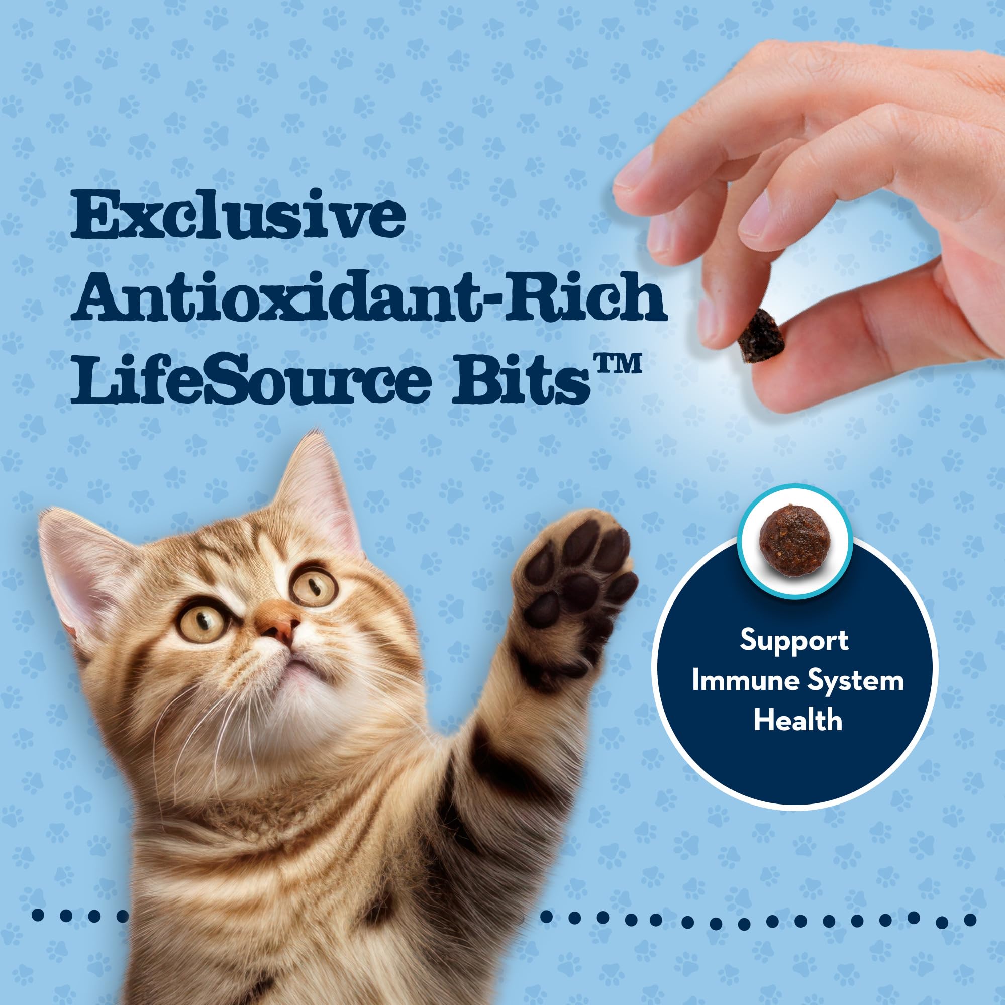 Blue Buffalo Baby BLUE Natural Grain-Free Kitten Dry Cat Food - High Protein Healthy Growth Formula with DHA & Savory Chicken - 2 lb Bag - Perfect for Growing Kittens & Picky Eaters