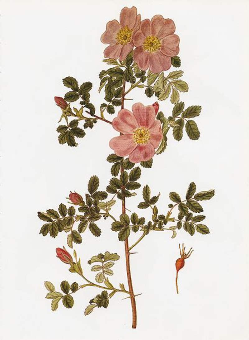 Woods Rose Seeds for Planting (30 Seeds) - Rosa Woodsii Wild Rose Bush Seeds - Grow Beautiful Wild Roses in Your Garden, Perfect for Landscaping & Pollinator Gardens