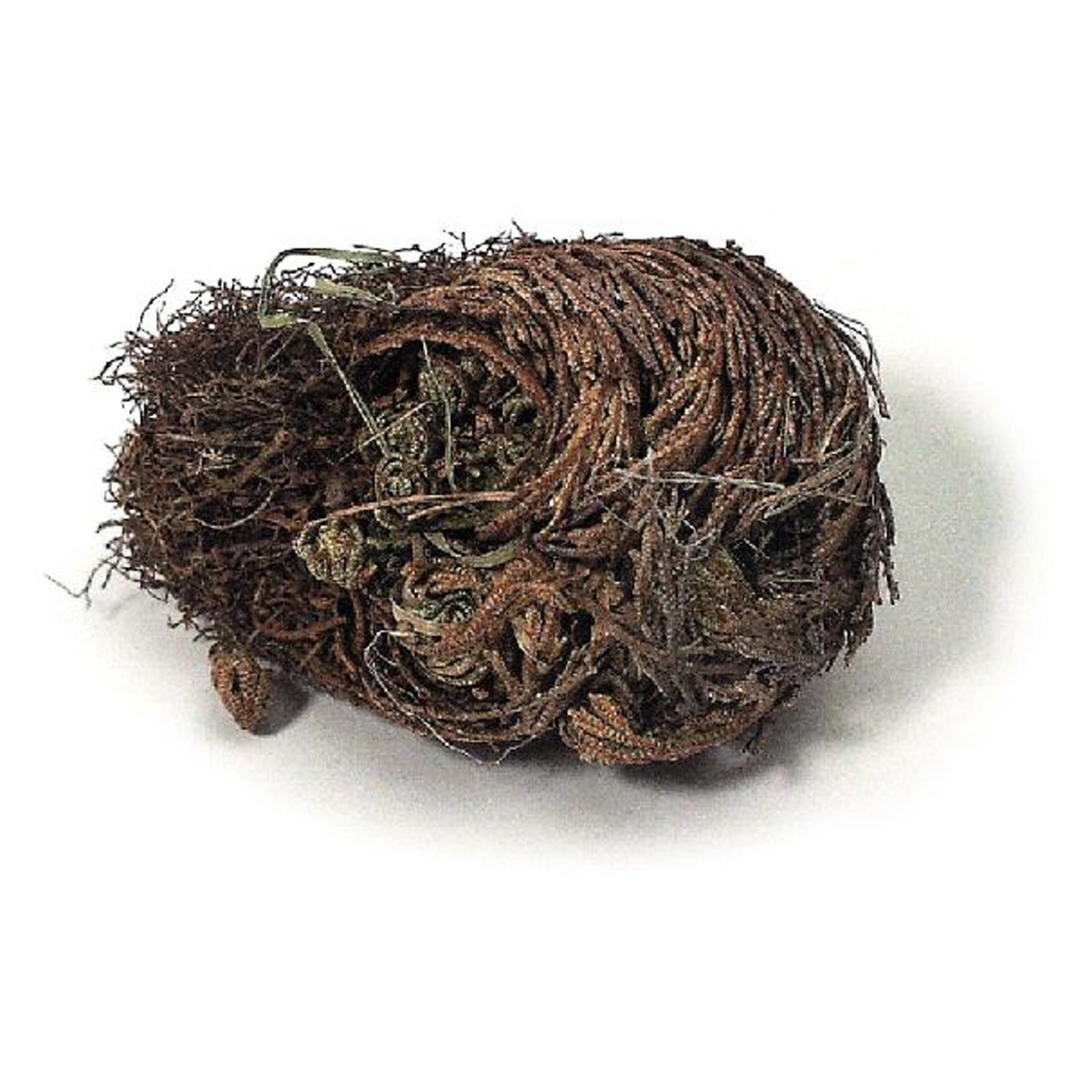 Rose of Jericho - Natural Wonder for Home Decor, Spiritual Healing & Unique Gifts | Perfect for Meditation, Feng Shui & Housewarming