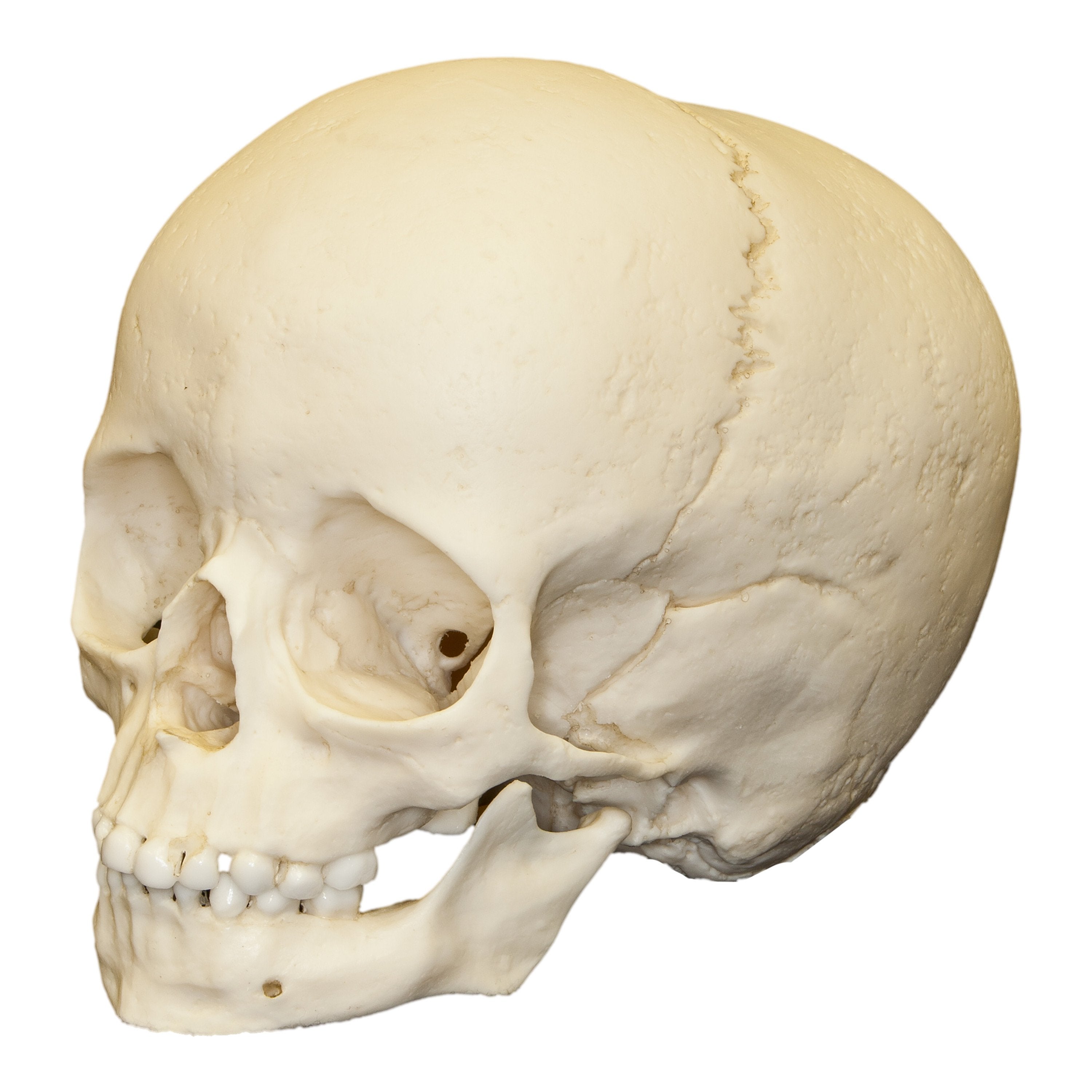 Authentic Replica 5-Year-Old Human Child Skull - Anatomical Model for Medical Study, Halloween Decor & Educational Display