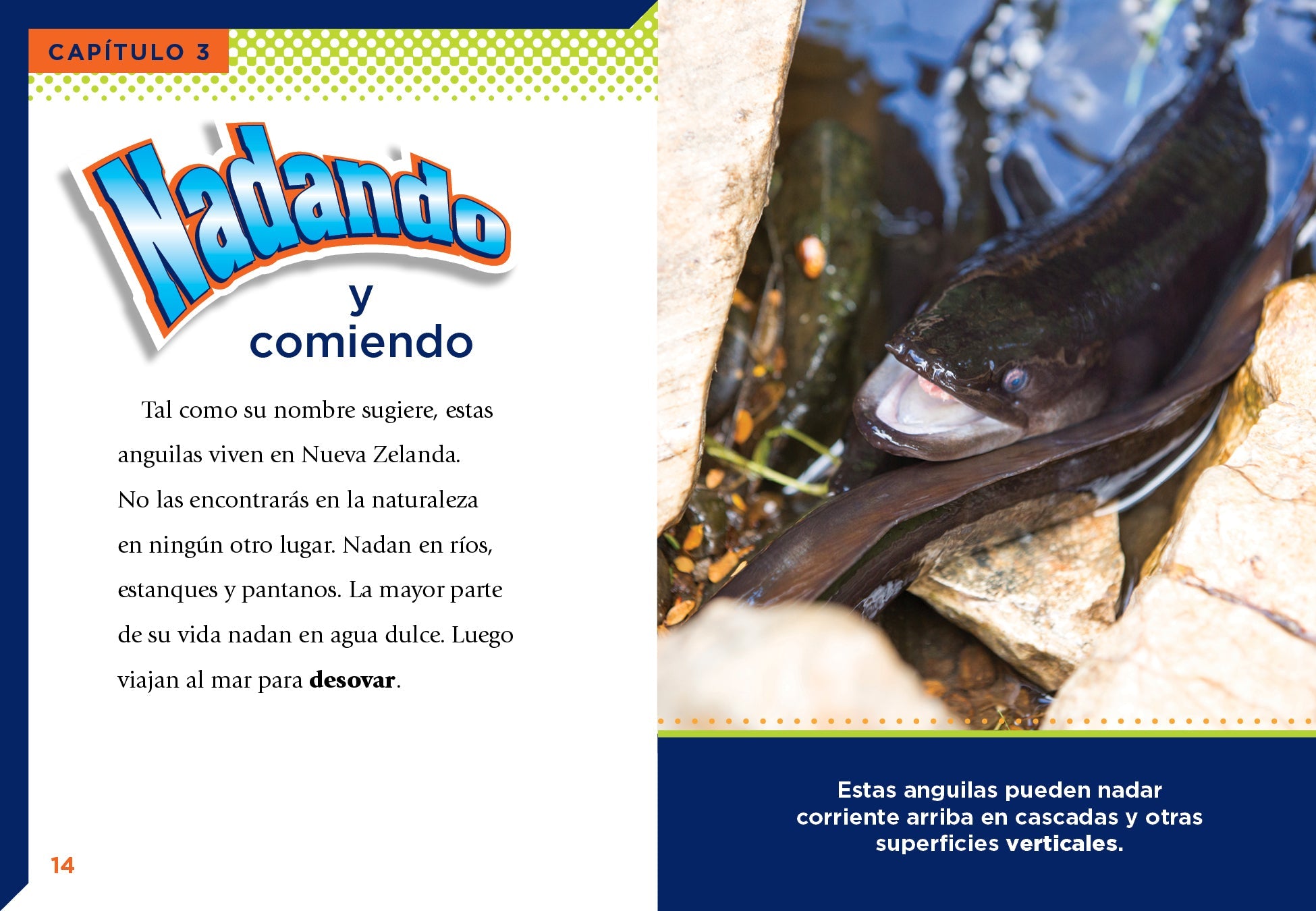 Premium New Zealand Longfin Eel - Fresh & Sustainable Seafood for Gourmet Cooking & Sushi Making