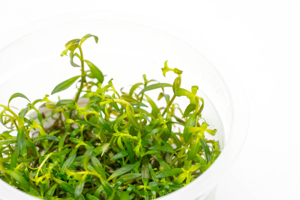 Ludwigia Crystal Red - Live Aquatic Plant for Aquariums & Fish Tanks | Easy Care Freshwater Plant for Aquascaping & Water Gardens | Perfect for Beginners & Planted Tanks
