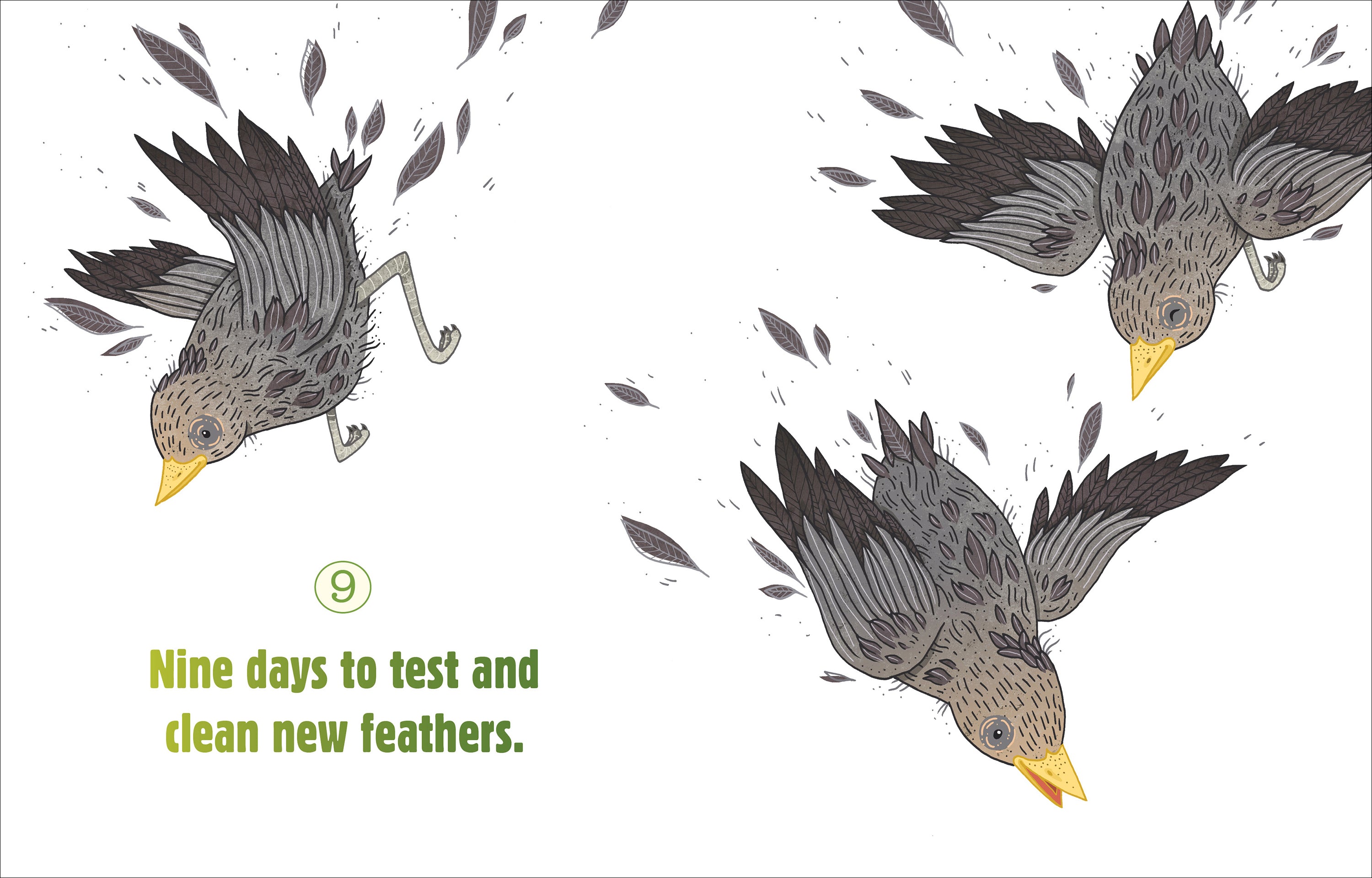 Counting on Birds - Fun & Educational Bird Counting Game for Kids | Perfect for Outdoor Learning & Nature Exploration