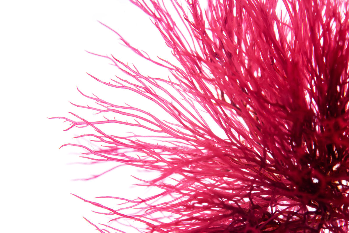 Premium Red Ogo Gracilaria Macro Algae - Natural Saltwater Aquarium Coral Food & Nutrient-Rich Marine Plant for Reef Tanks, Fish Tanks, and Aquatic Ecosystems
