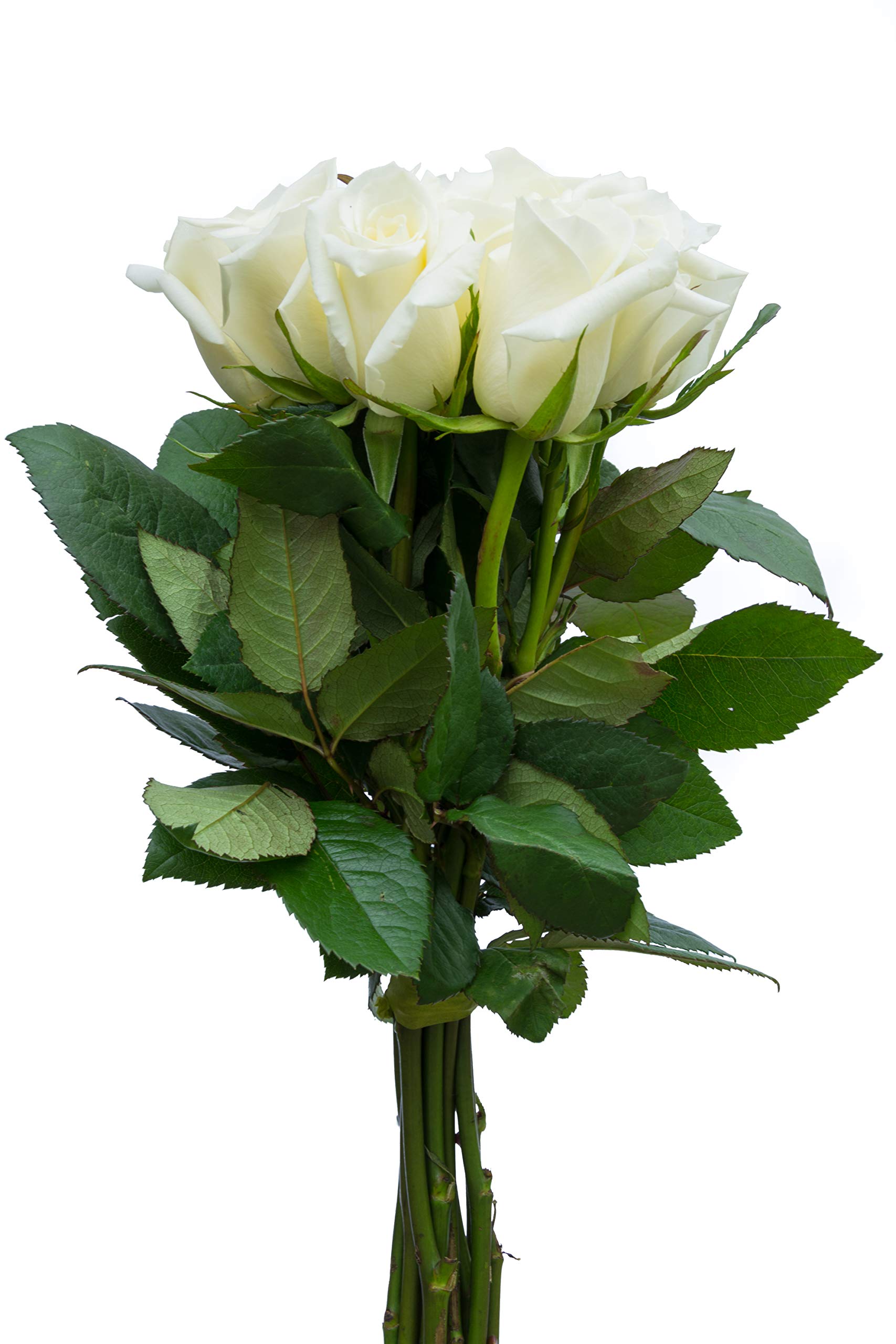 12 Stems Fresh Cut White Rose Bouquet - Premium Long Lasting Flowers for Wedding, Anniversary & Romantic Gifts - Flower Explosion