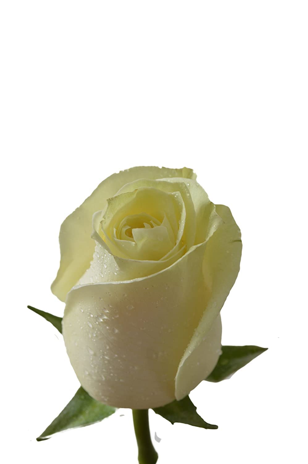 Kabloom Premium 100 White Roses Long Stem (60cm/24in) - Fresh Wedding Flowers for Bouquets, Centerpieces, Anniversaries, Birthdays, Mother's Day - Fast Overnight Delivery - Wholesale Bulk Flowers for Events & Special Occasions