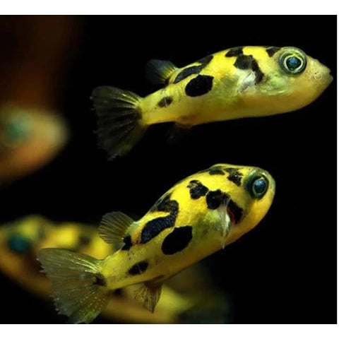 Dwarf Puffer Fish for Sale - Pea Puffer Nano Aquarium Fish | Perfect for Small Tanks & Nano Aquascapes