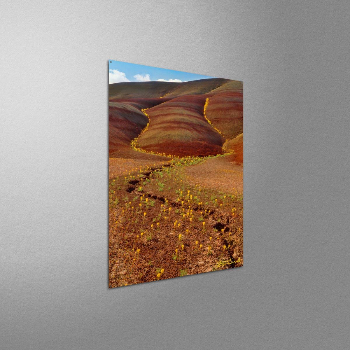 Yellow Bee Plants in Painted Hills of Oregon - Metal Art Print 17x23 inches - Nature Photography by Steve Terrill - Perfect for Home & Office Wall Decor