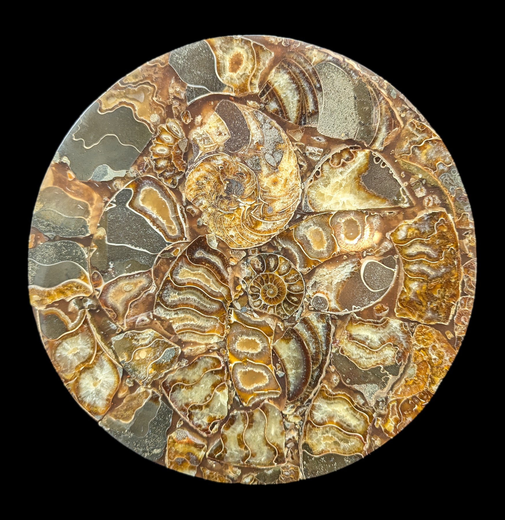 10 Pack Ammonite Fossil Coasters - Natural Stone Drink Coasters for Home & Office Decor - Perfect for Coffee Tables, Bars, and Gifts