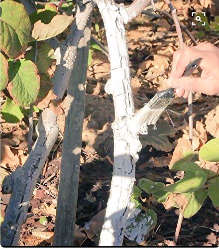 IV Organic White Wash Plant Guard - 1 Gallon (White) | Natural Sun Protection for Trees & Plants | Perfect for Orchards, Gardens & Landscaping