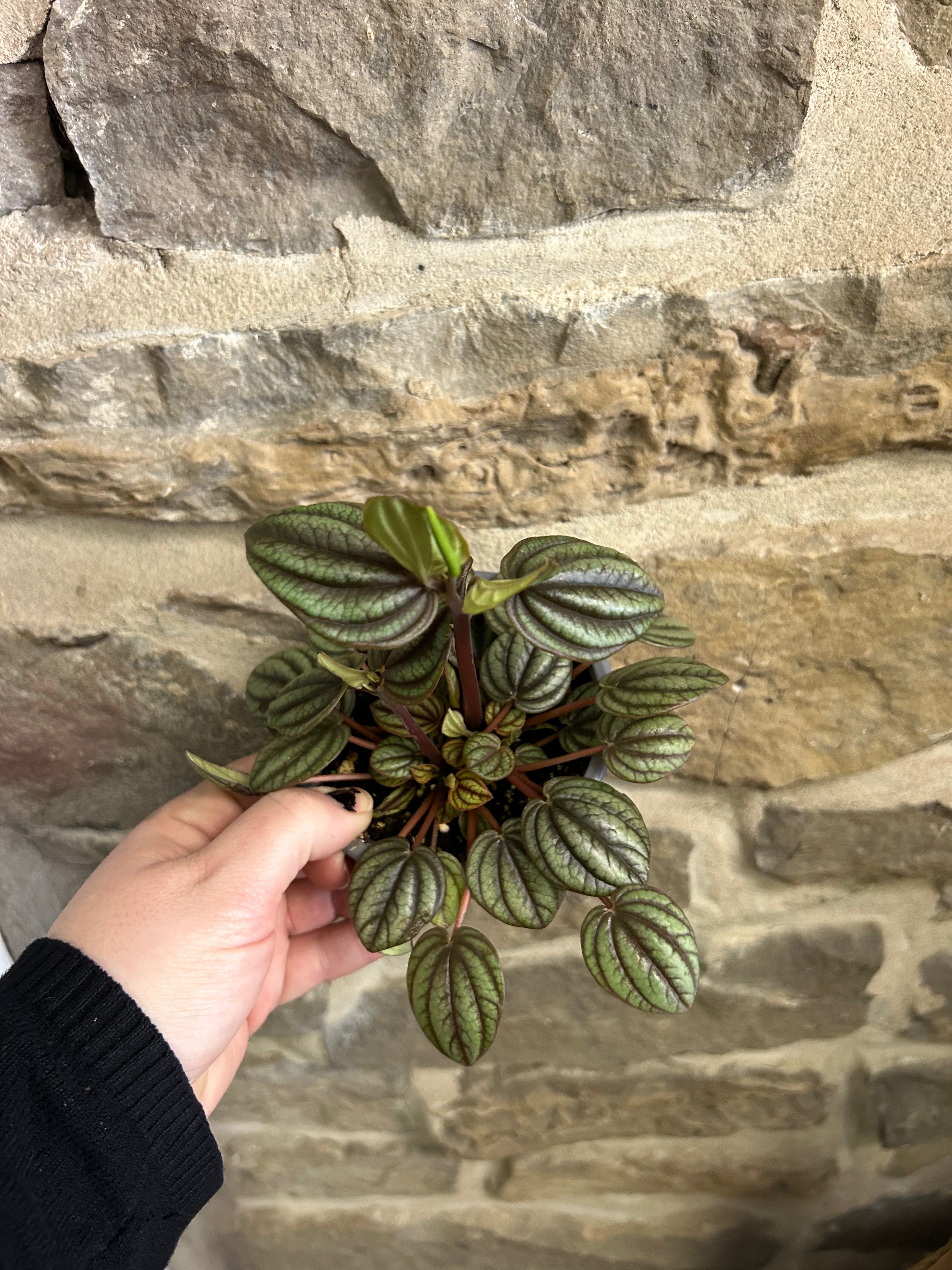 Peperomia Assorted Plants - Low Maintenance Indoor Houseplants for Home & Office Decor | Perfect for Desks, Shelves, and Gift Giving