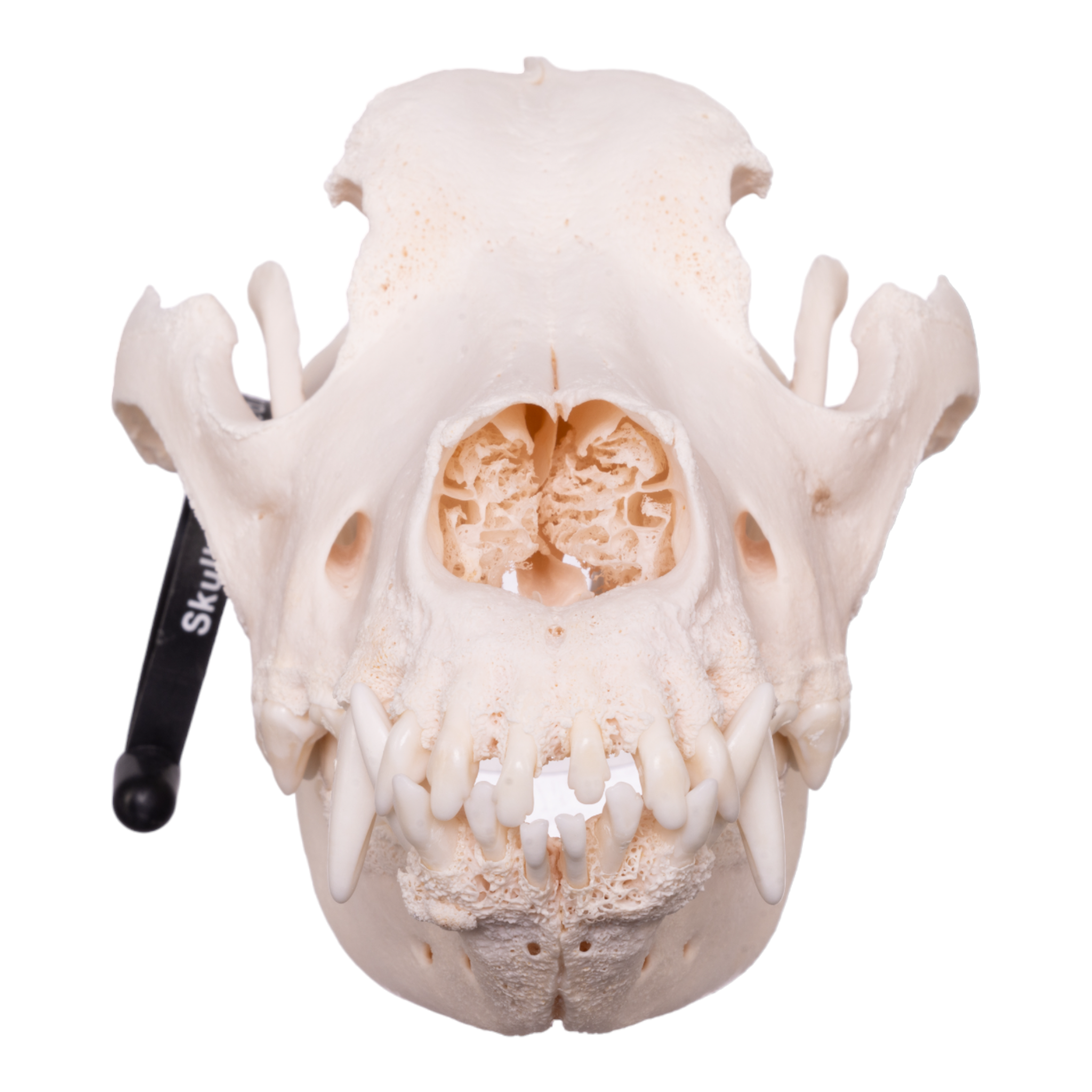 Authentic Domestic Dog Skull - Great Dane Specimen with Periodontal Details | Perfect for Veterinary Study, Taxidermy & Educational Displays