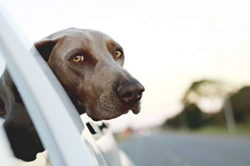 20x30 Inch Laminated Dog Poster - Cute Brown Puppy with Expressive Eyes, Vibrant Colors for Home & Office Decor | Perfect for Living Room, Bedroom, Pet Lover Gifts