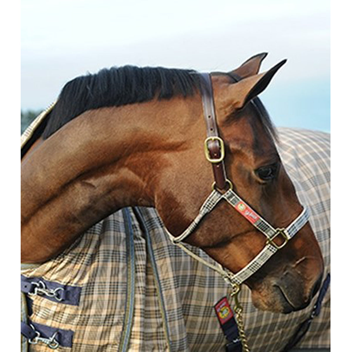 5/A Baker Breakaway Halter with Full Leather Crown - Durable Horse Training Equipment for Western Riding & Rodeo Events