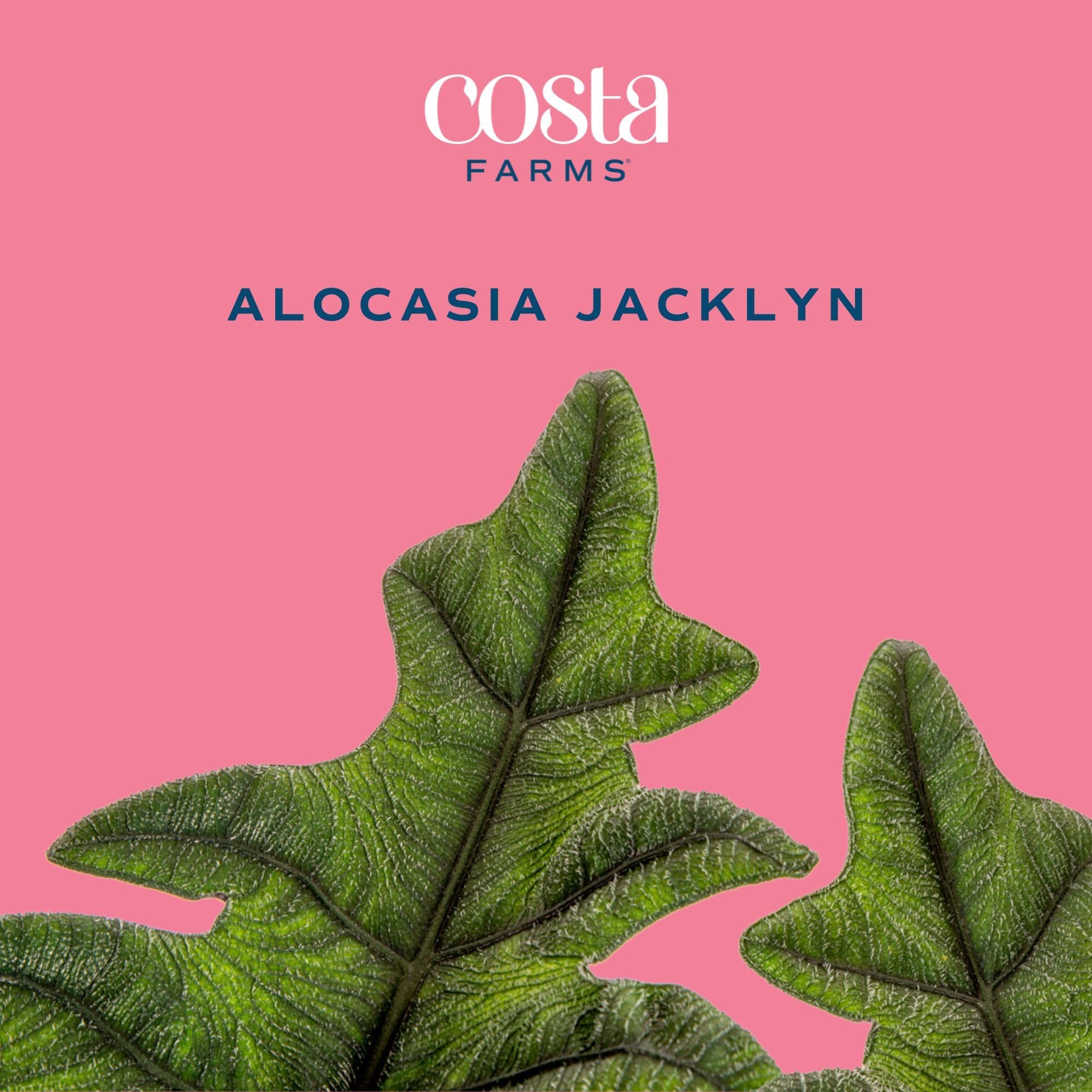 Rare Alocasia Jacklyn Live Indoor Plant - 6-Inch Self-Watering Pot with Soil | Costa Farms Tropical Houseplant for Home & Office Decor | Perfect for Living Rooms, Bedrooms & Workspaces
