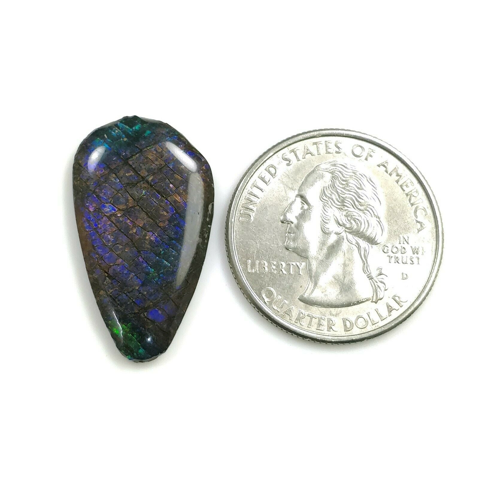 Natural AMMOLITE Gemstone Cabochon - 11.75cts Bi-Color Fossilized Shell, 28x16mm Unique Shape | Jewelry Making, Wire Wrapping, Collectors Specimen (With Video)