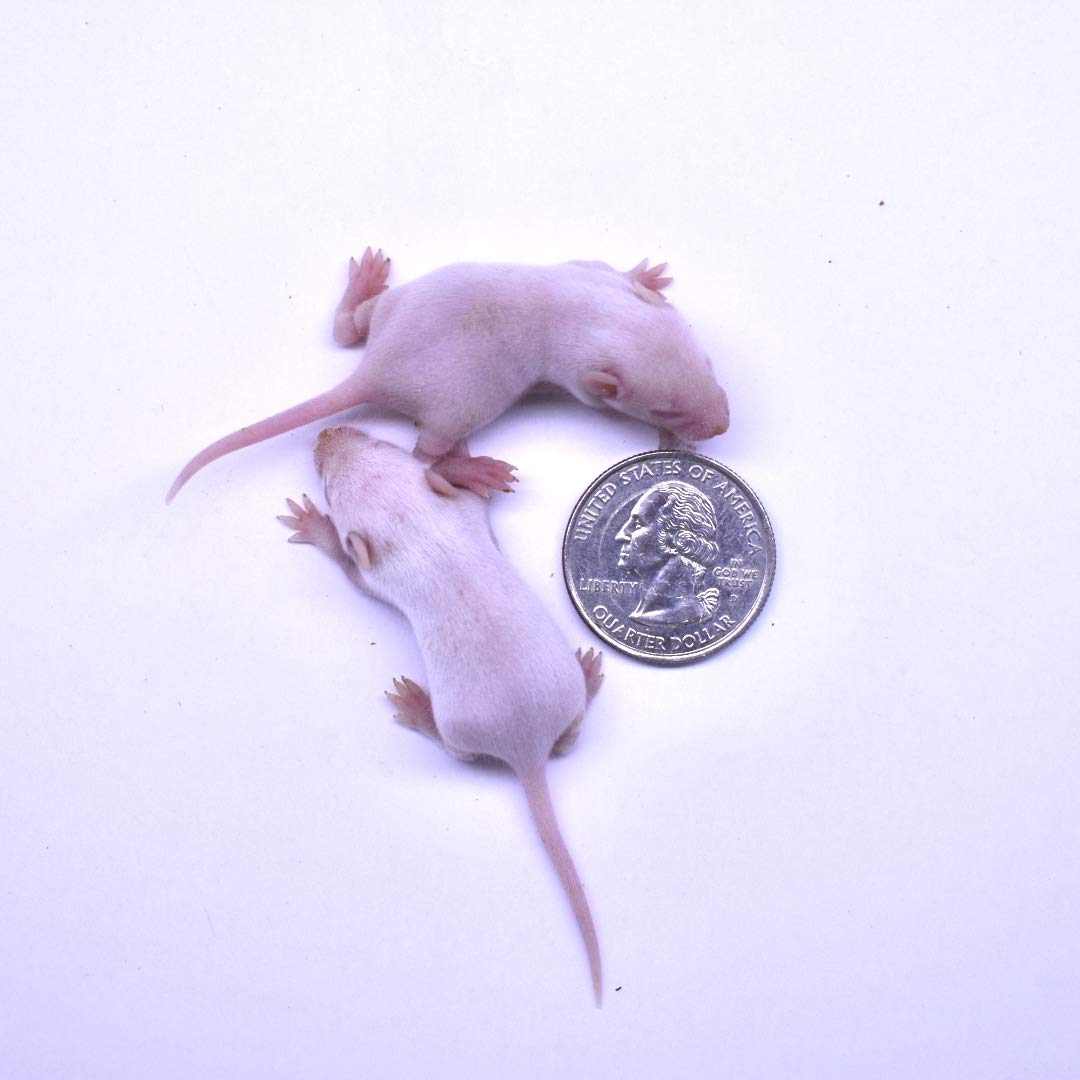 Frozen Small Fuzzie Mice (225g Min) - Premium Snake Food for Juvenile Hognose, Corn & Milk Snakes | Perfect Feeding Solution for Pet Reptiles & Amphibians | Bulk Frozen Feeder Mice for Convenient Storage