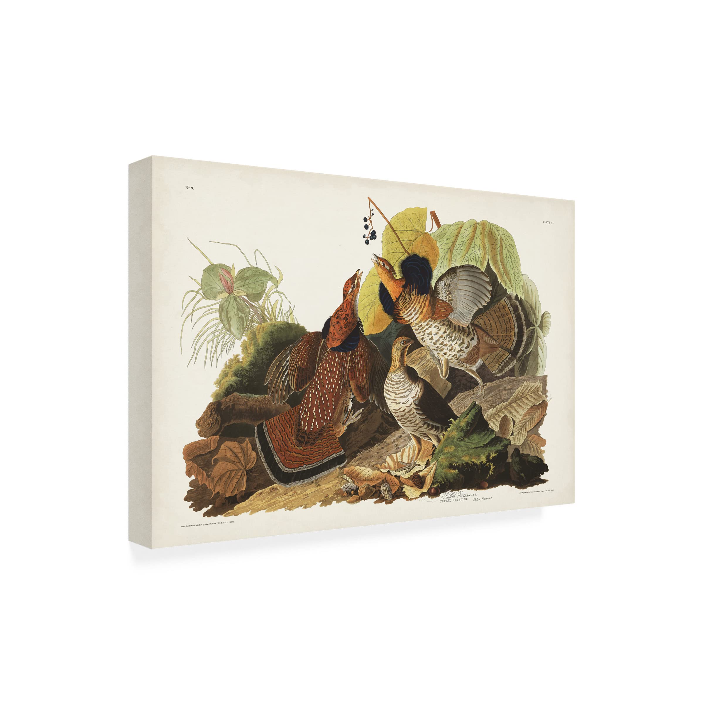 Trademark Fine Art 'Ruffed Grouse' Canvas Wall Art by John James Audubon - 22x32 Inches - Nature Wildlife Home Decor for Living Room, Bedroom & Office
