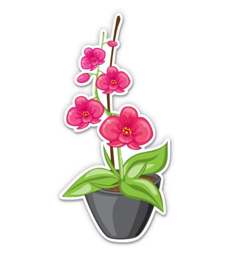 Orchid in a Pot Houseplant - 3