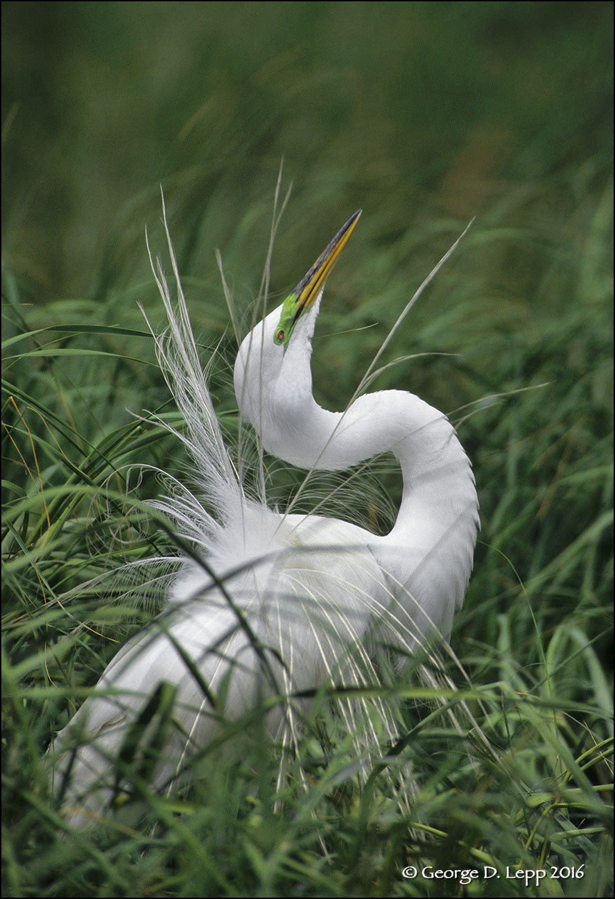 George Lepp Workshop: Mastering Extended Depth of Field Techniques - March 19th | Landscape & Macro Photography Class for Stunning Sharpness