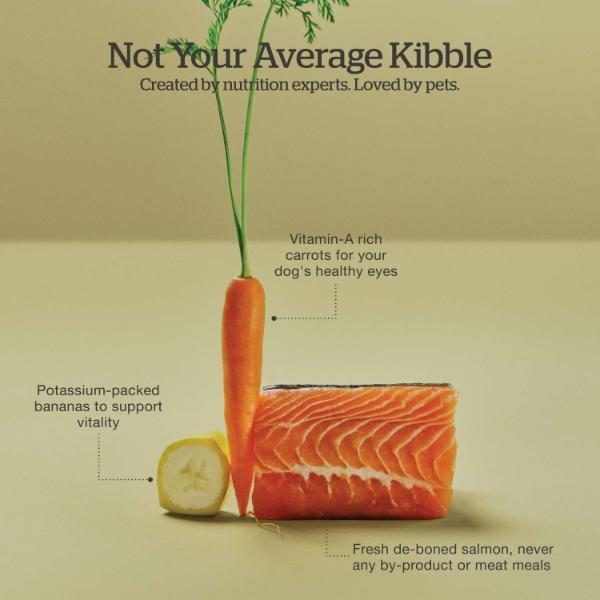 Now Fresh Grain-Free Salmon Recipe Adult Dry Dog Food - High Protein, Omega-3 Rich Kibble for Healthy Skin & Coat - Perfect for Active Dogs & Sensitive Stomachs