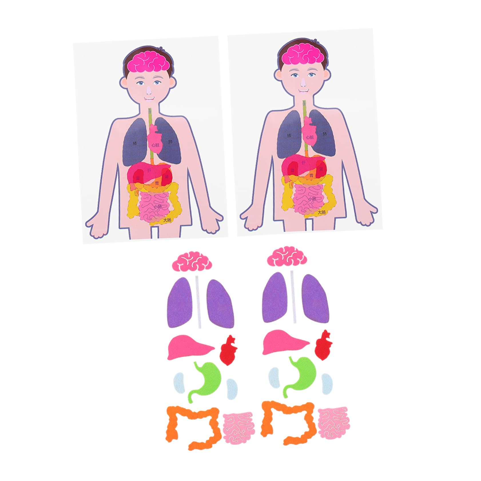 6 Sets Kids Human Body Learning Toys - Educational Organs Model & Fabric Puzzle for Children | STEM Teaching Aid, Cognitive Development, Classroom & Homeschool Use