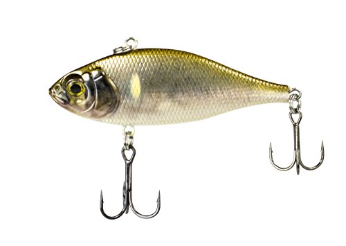 Common Shiner