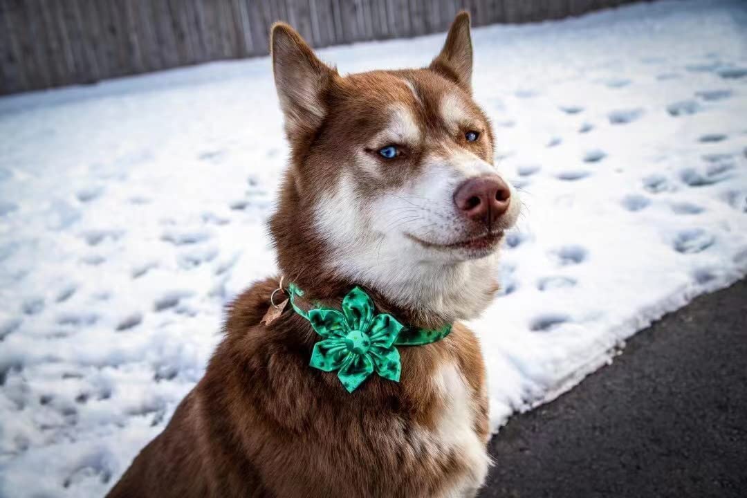 St. Patrick's Day Dog Collar with Floral Pattern - Adjustable Pet Collar for Large Dogs | Cute Flower Design for Irish-Themed Pet Parties & Outdoor Walks