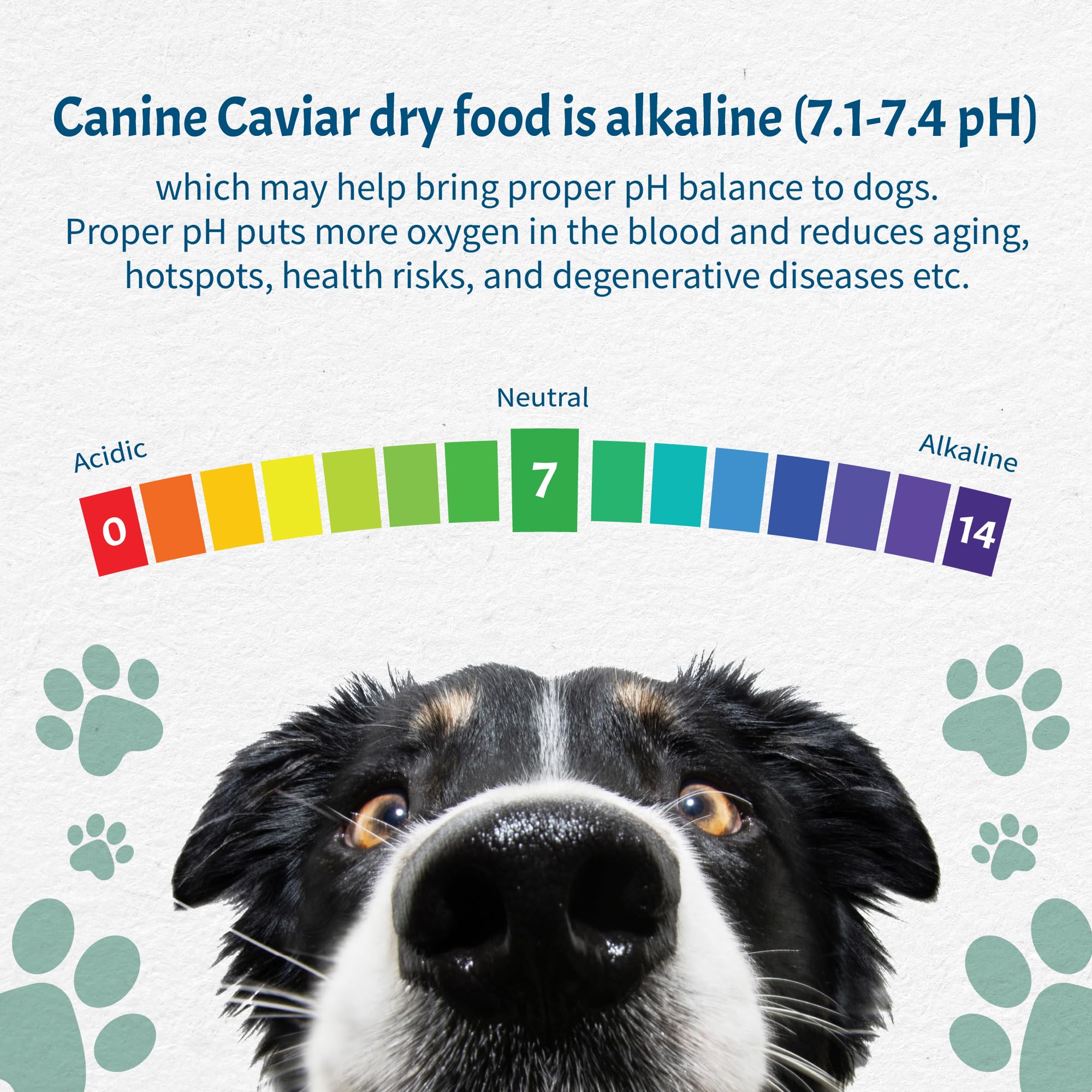 Canine Caviar Open Sky Duck & Teff Alkaline Dry Dog Food - Limited Ingredient, Gluten-Free, Vet Recommended Diet for Sensitive Stomachs - Perfect for Dogs with Allergies or Digestive Issues (22lb Bag)