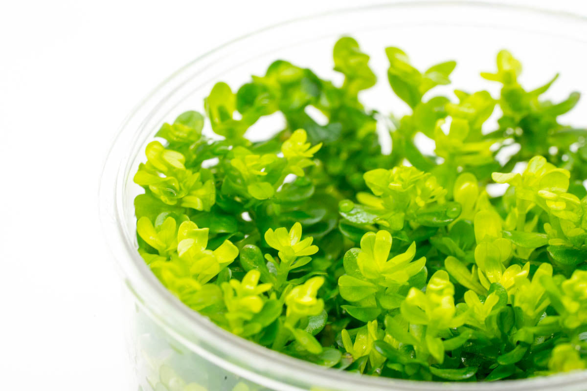 Rotala Bonsai Aquatic Plant for Aquariums - Live Freshwater Plant for Fish Tanks, Nano Tanks & Aquascaping | Perfect for Beginners & Planted Aquariums