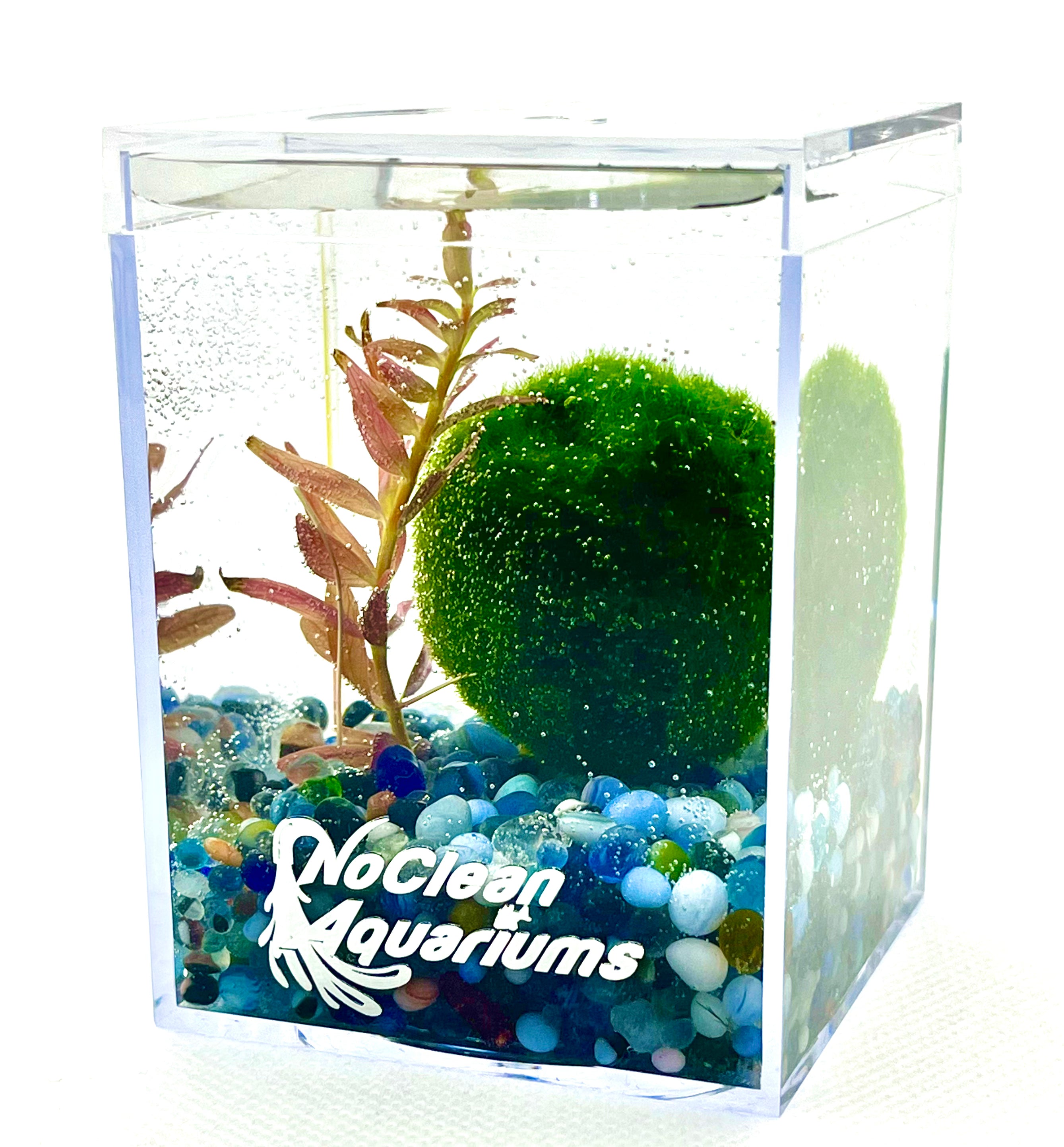 3 Live Marimo Moss Balls for Aquarium - Natural Aquatic Plant Decor | Indoor Grown | Perfect for Fish Tanks, Terrariums & Zen Gardens