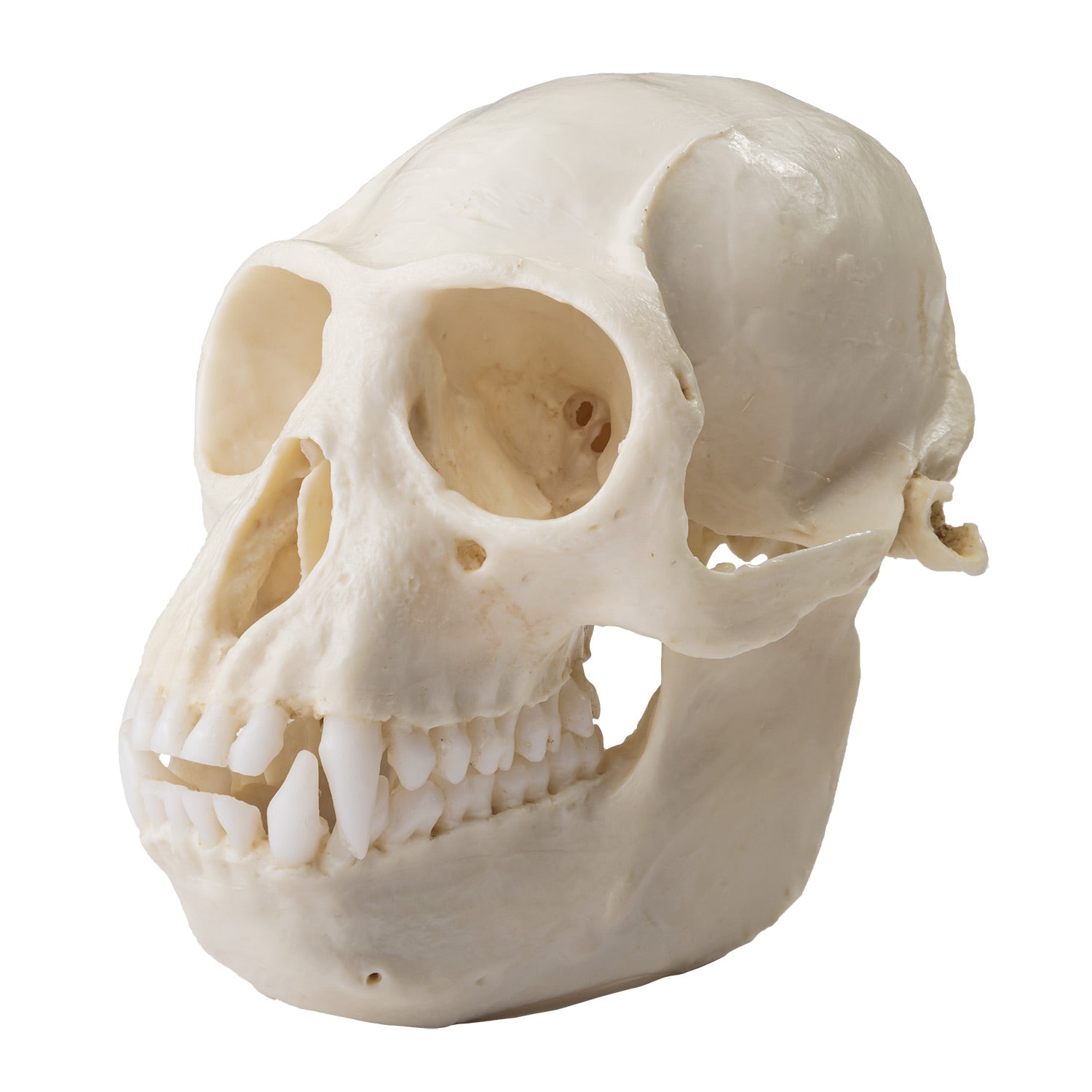Replica Colobus Monkey Skull - Lifelike Primate Skull Model for Science Education, Home Decor & Halloween Props | Perfect for Biology Classrooms, Gothic Collections & Spooky Party Decorations