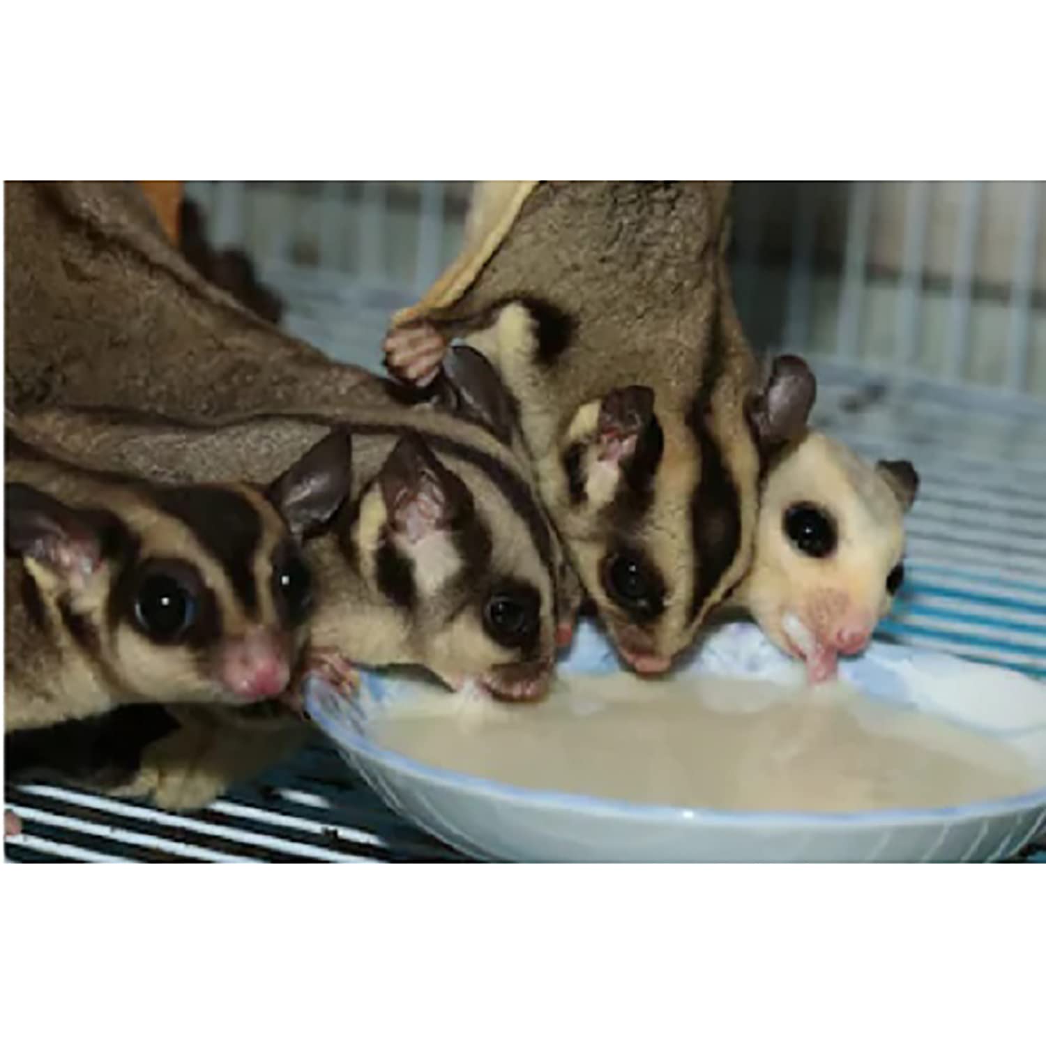 Exotic Nutrition Gliderade Nectar Powder (10 lb) - Vitamin-Enriched Sugar Glider Food Supplement with Essential Carbohydrates - for Small Marsupial Pets - Perfect for Daily Feeding & Nutritional Support