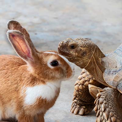 Rabbit and Turtle