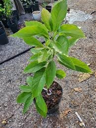 Buy Fresh Avocado (Butter Fruit) Online - Premium Quality for Salads, Smoothies & Healthy Recipes | ND PLANT BAZAR