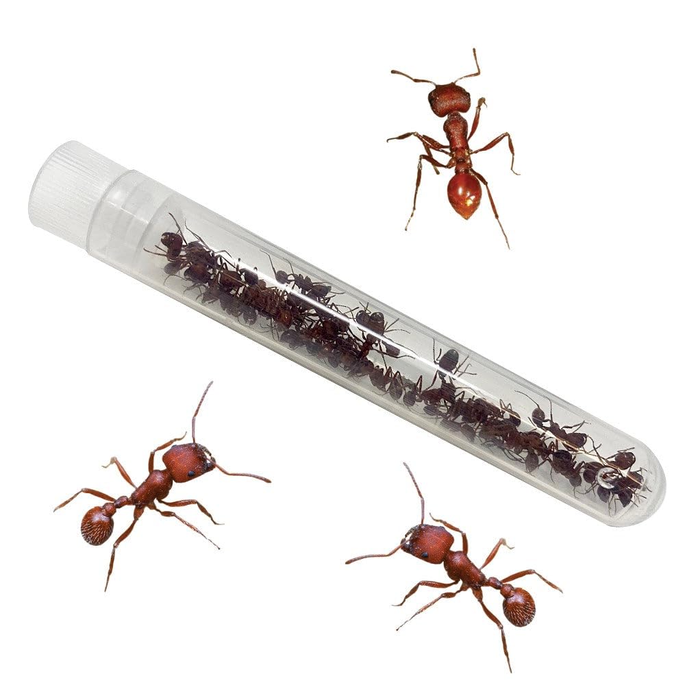 Insect Lore Bug Camp Bundle - Live Caterpillars Butterfly Kit, Ladybug Land with Live Larvae, Ant Mountain with Live Harvester Ants | STEM Educational Toys for Kids | Perfect for Classroom Science Projects & Backyard Exploration