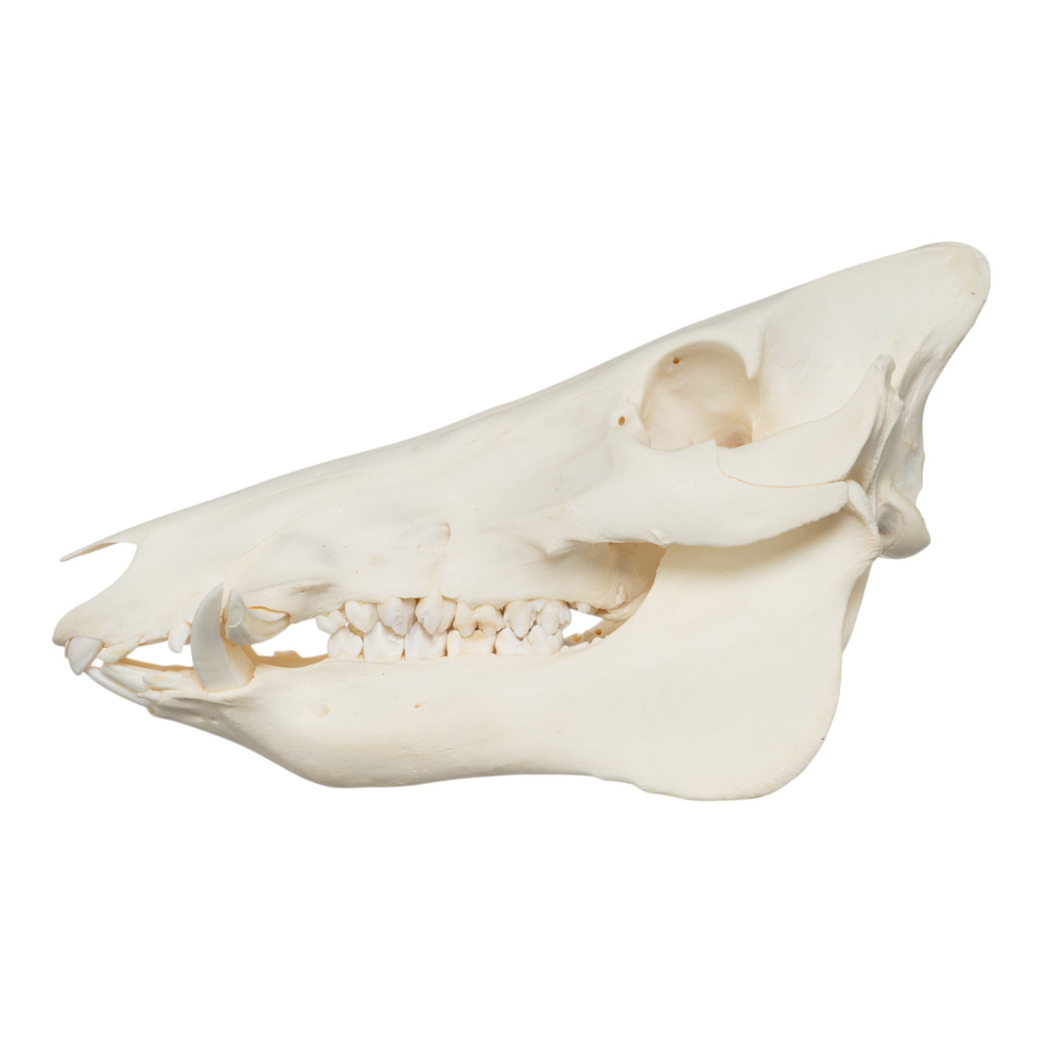 Real Wild Boar Skull - Authentic Taxidermy European Mount for Home Decor, Hunting Trophy & Gothic Display - Perfect for Cabin, Man Cave, or Halloween Decorations