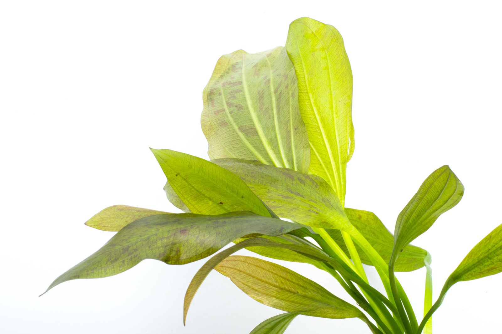 Echinodorus Ozelot Green Live Aquarium Plant - Freshwater Aquatic Plant for Fish Tanks & Aquascaping | Perfect for Beginners, Low Light Aquariums & Natural Decor