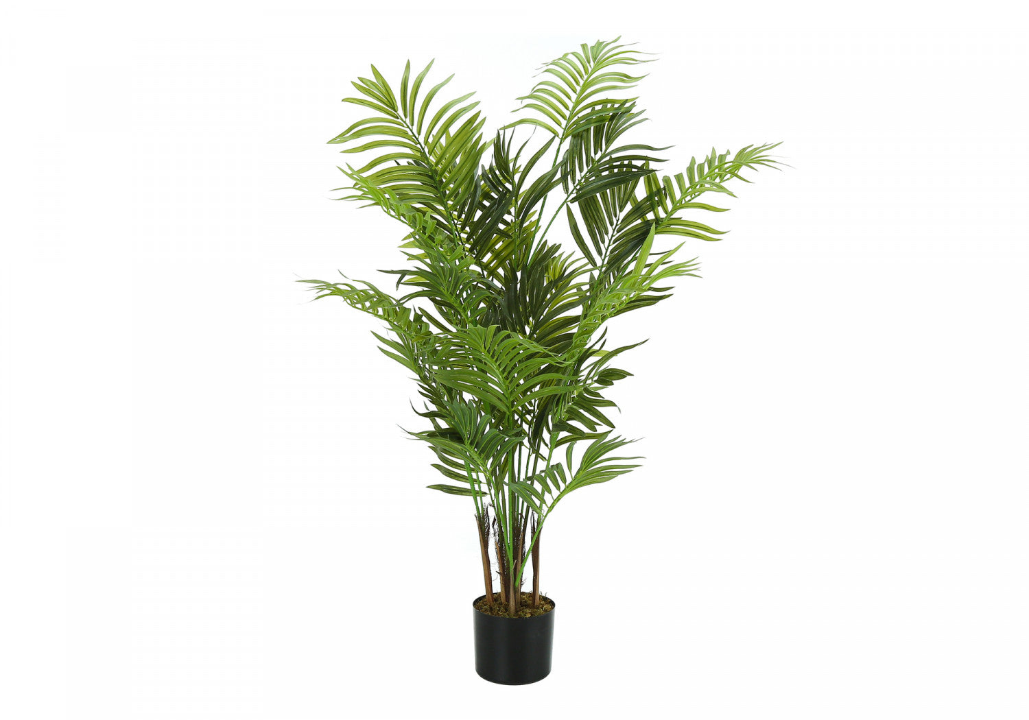 47 Areca Palm Trees in 5 Black Pots - Indoor/Outdoor Tropical Plants for Home, Office & Garden Decor