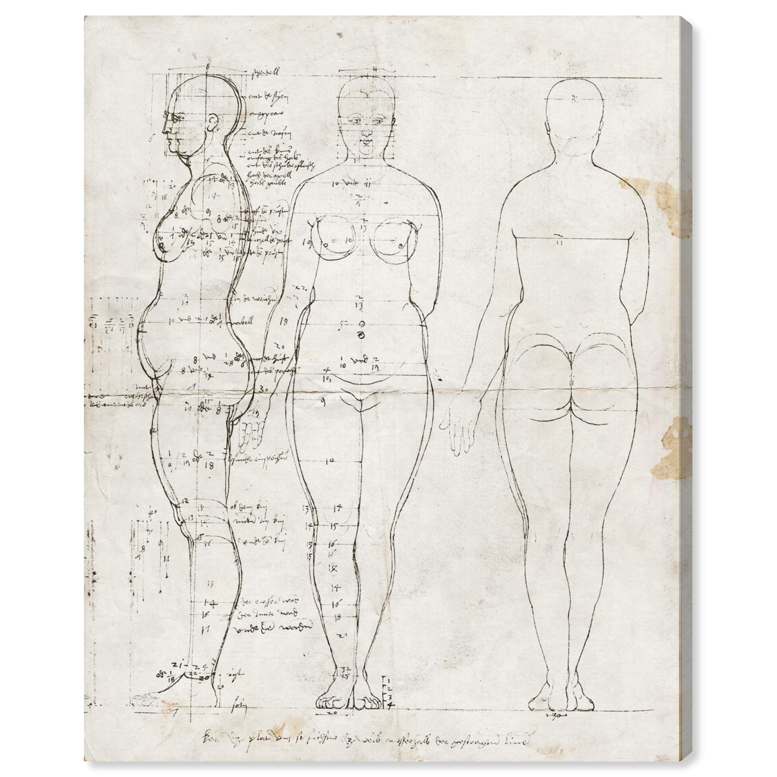 Oliver Gal Artist Co. 'Drer Anatomical Engraving 1513 II' Wall Art Canvas Print - 36x45 Inches, White & Black Framed Home Decor | Vintage Anatomy Art for Living Room, Office & Study
