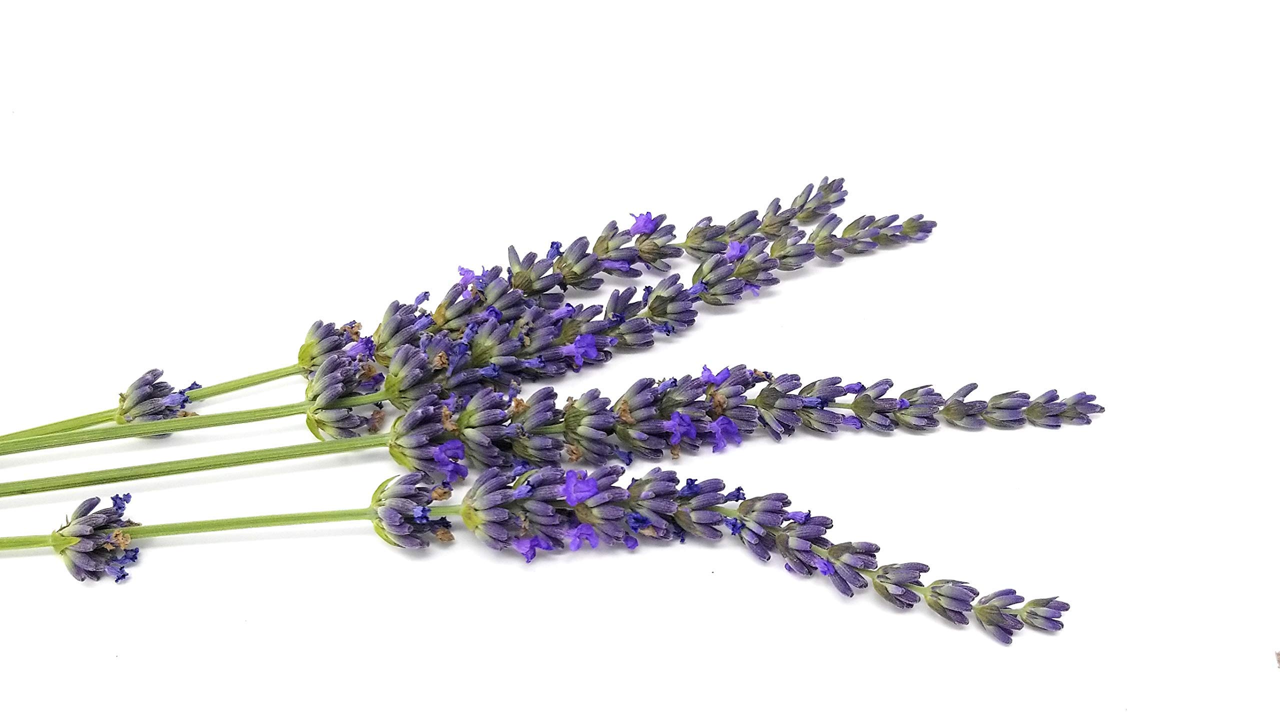 Lavender x Intermedia Phenomenal Plants - 4